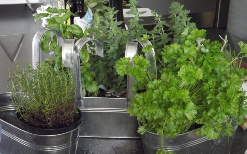 best Indoor Gardening Ideas 