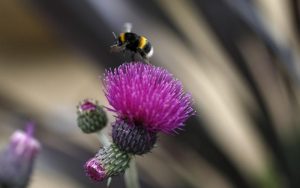 Plants and flowers that attract bees