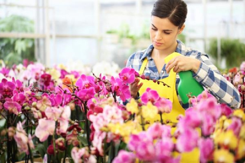 How to plant orchids