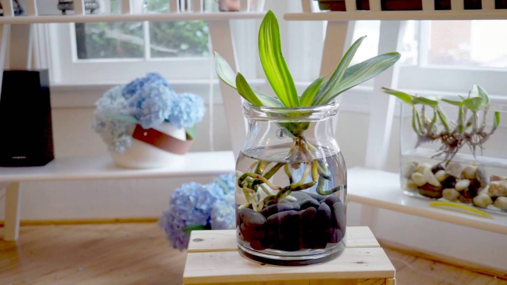 How to water the orchids step by step? - Alices Wonderland Nursery