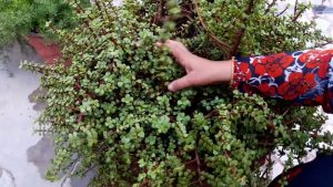 Jade plant care: How to care for the plant?