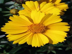 Plants and flowers of yellow color to decorate your exteriors and interiors