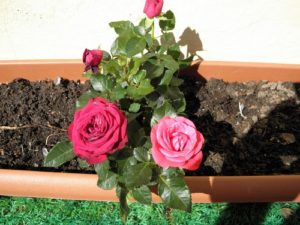 How to Grow Roses at Home