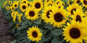 How to grow sunflowers in house