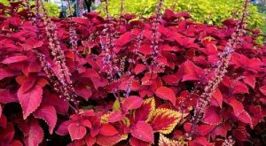 5 types of ornamental plants for small garden