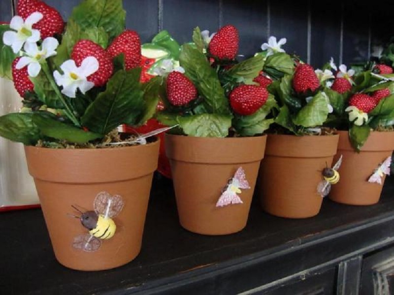 growing strawberries in pots