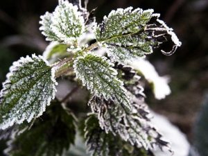 Take care of frost plants