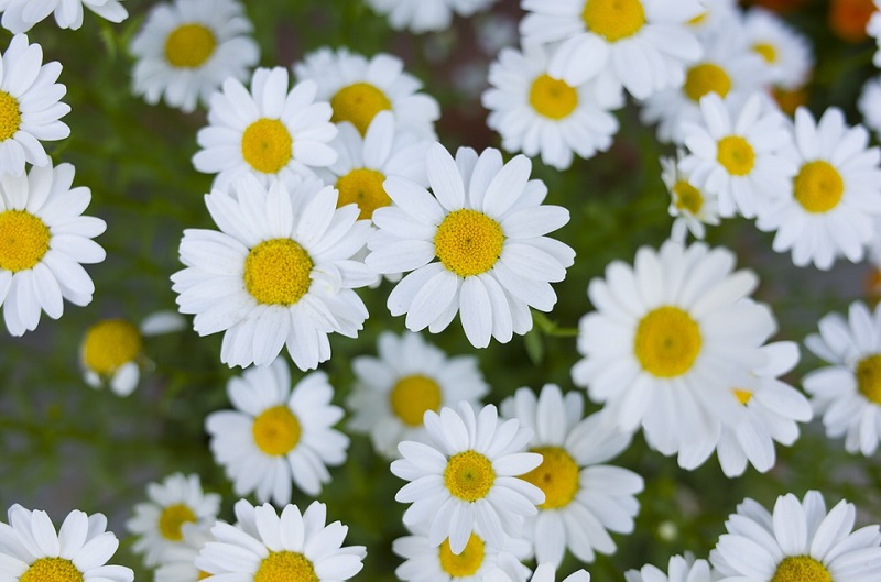 10 white flowers for garden
