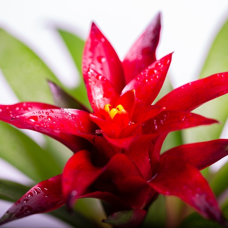 15 plants with red flowers