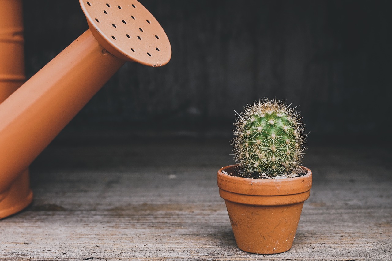 How to care for cactus