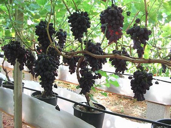 How to grow grapes in your backyard