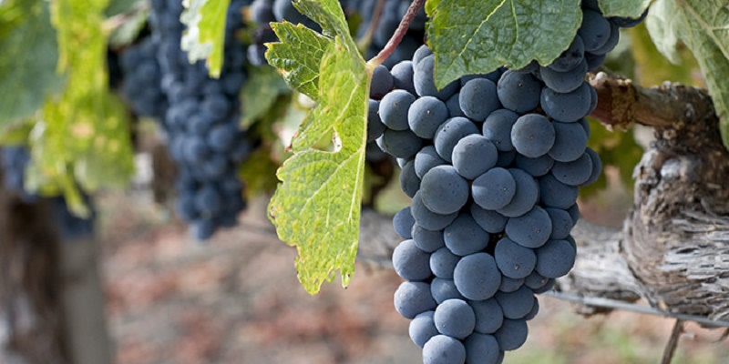 How to grow grapes in your backyard