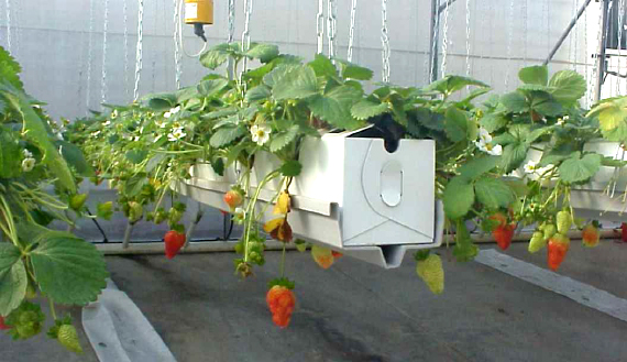 How to grow hydroponic strawberries