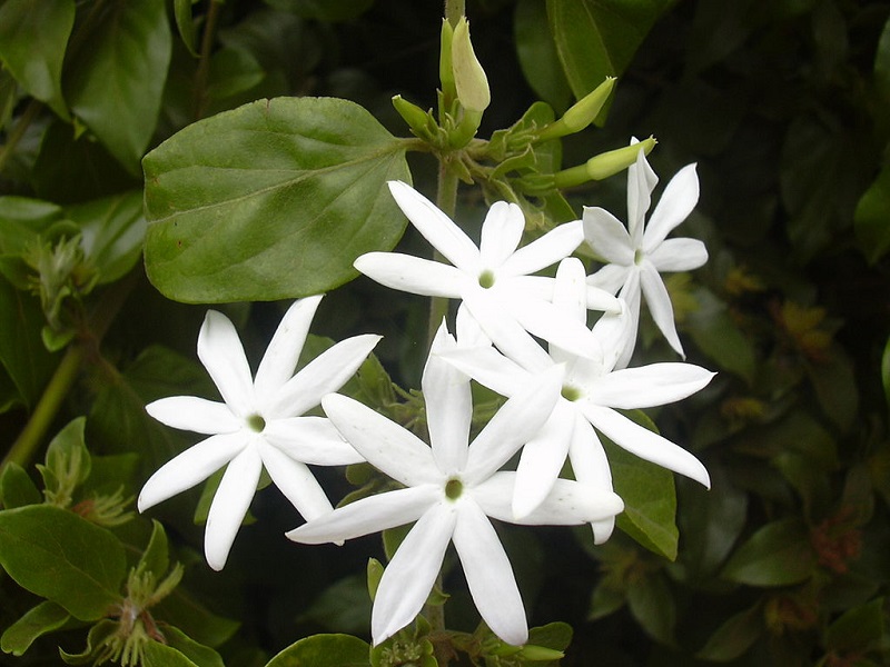 9 types of jasmine