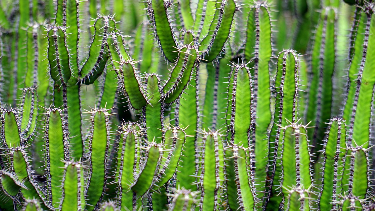forest cactus