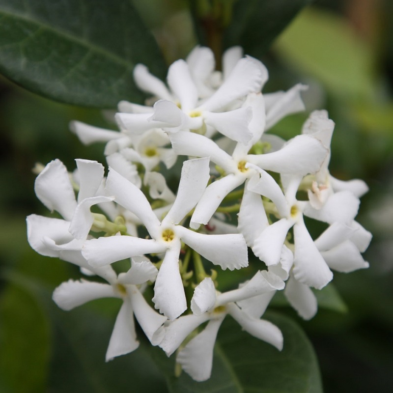 9 types of jasmine