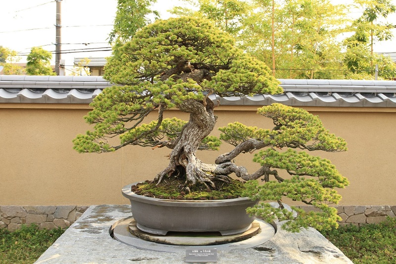 How to Care for a Bonsai
