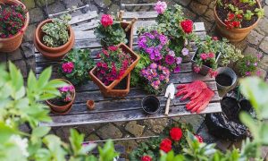 5 gardening tips for beginners