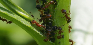 How often should you do pest control?