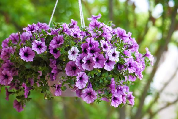 outdoor hanging plants