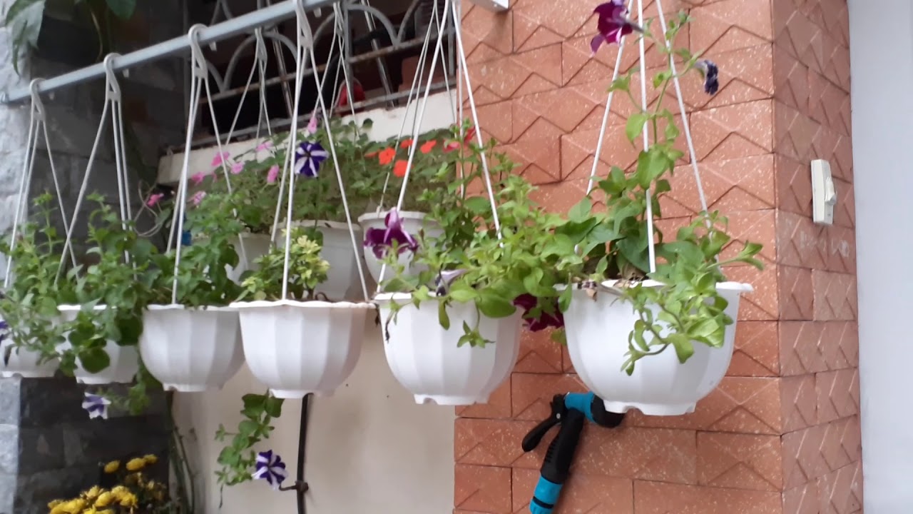 outdoor hanging plants