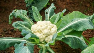 How to grow cauliflower in your garden