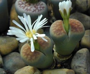 lithops care: Follow the instructions to do it yourself