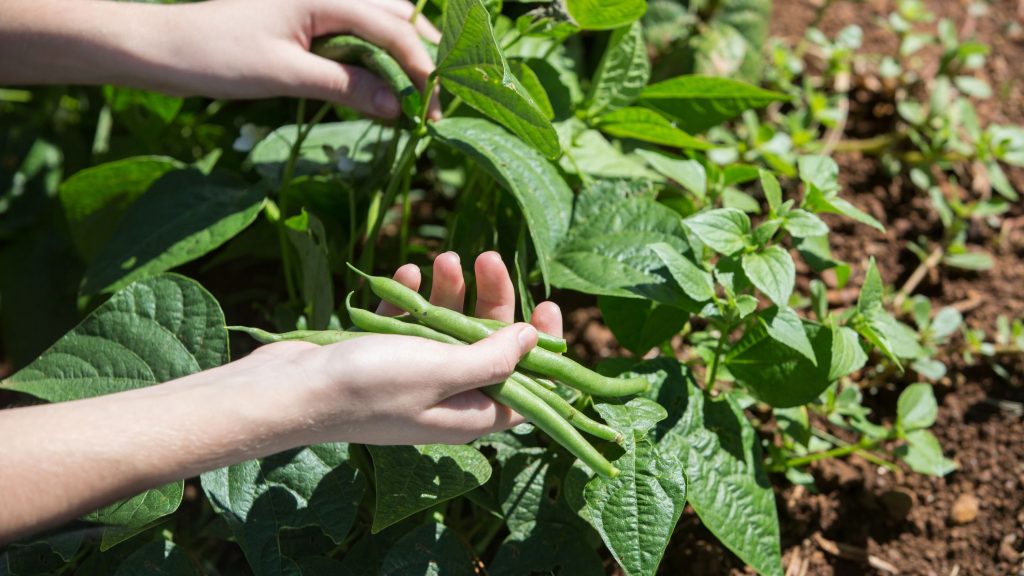 when to plant green beans