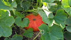 when to plant pumpkins