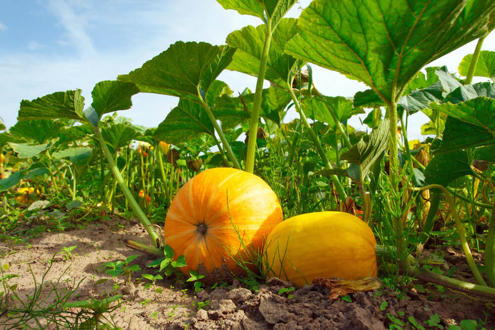 When To Plant Pumpkins Alices Wonderland Nursery