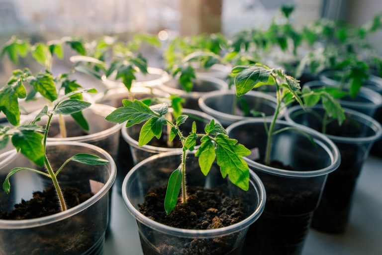 how-to-germinate-tomato-seeds-grow-tomato-seedlings-youtube