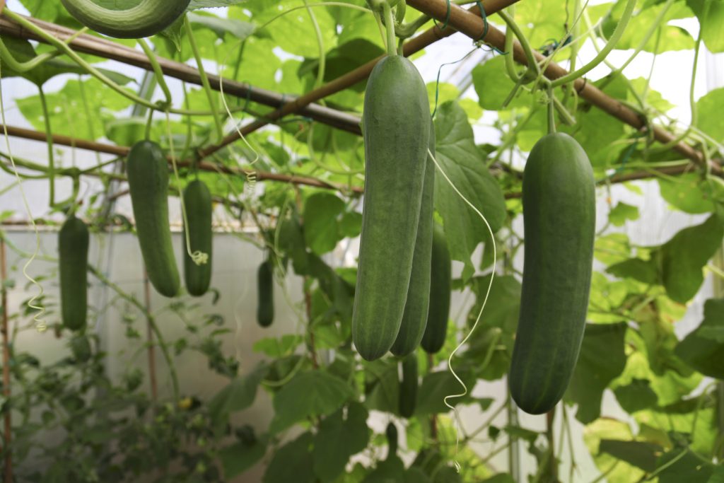 how to grow cucumber at home