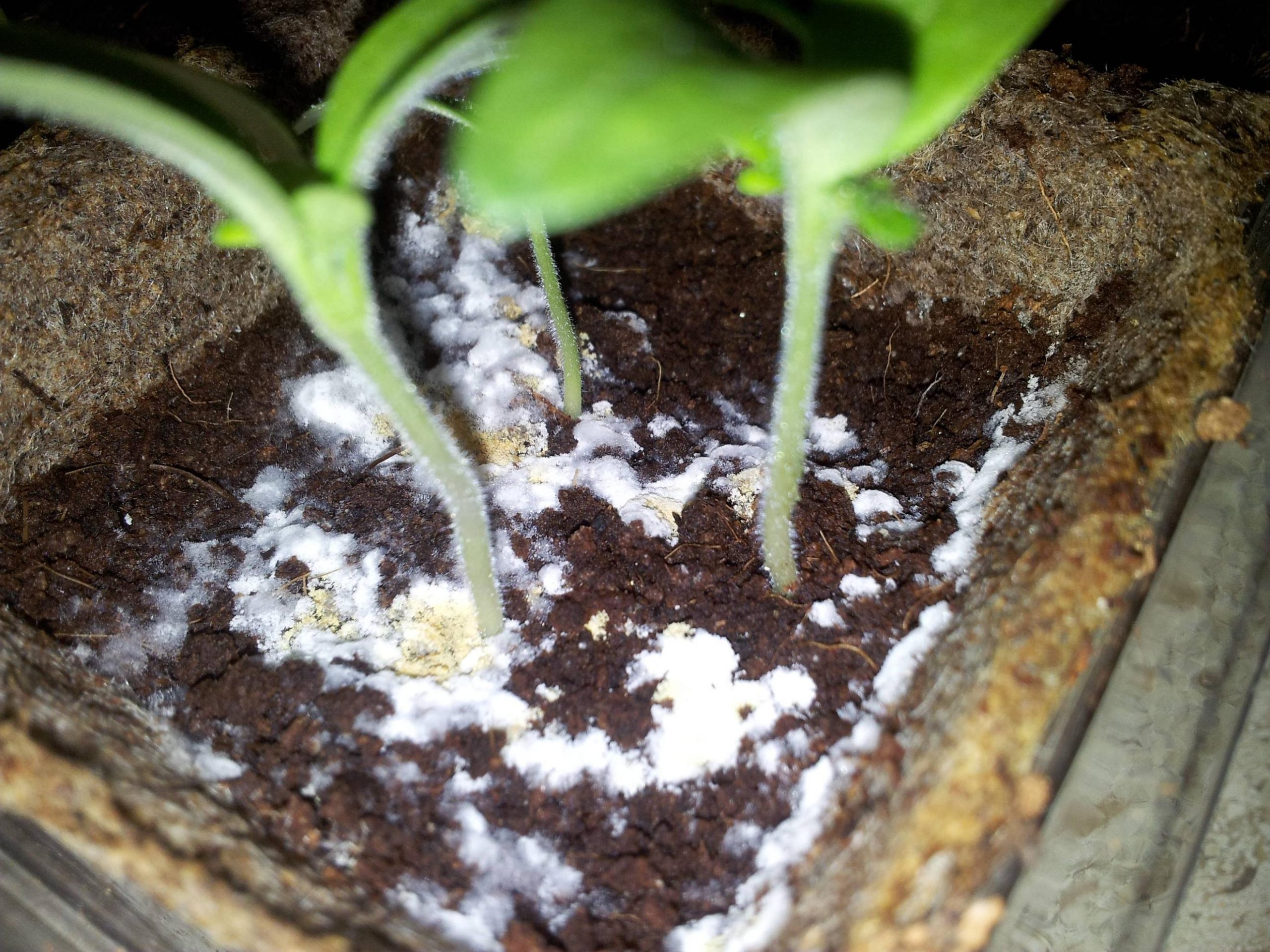 White Mold In Garden Soil How To Get Rid Of It Alices Wonderland 