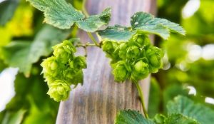 HOW TO GROW HOPS AT HOME: WHEN AND HOW TO PLANT IT