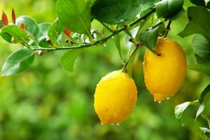 Lemon tree leaves: Why lemon leaves yellow