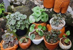 Types of Peperomia, everything you need to know