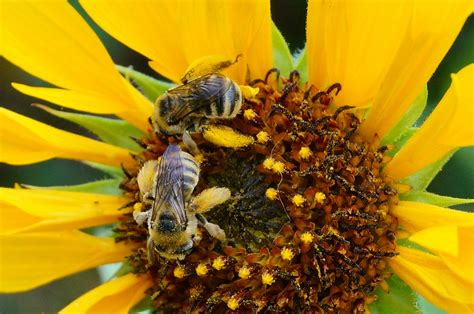 How To Create A Bee Friendly Garden - Alices Wonderland Nursery