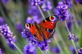 Attracting Butterflies to your Garden This Summer