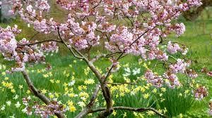 How to Ensure that you Choose the Right Tree for your Garden