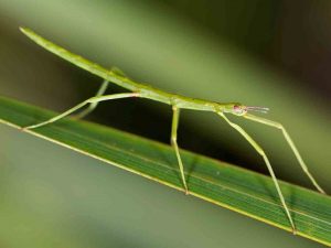 Stick insect: How to recognize it and raise it in a terrarium