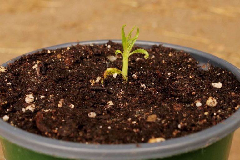 how-to-germinate-peach-seeds-alices-wonderland-nursery