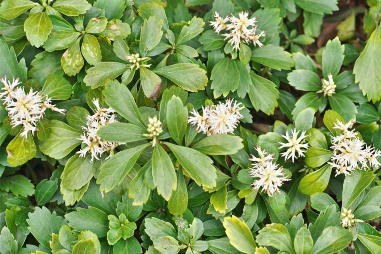 How To Get Rid Of Pachysandra