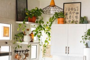 Best Plants in the Kitchen You Must Need