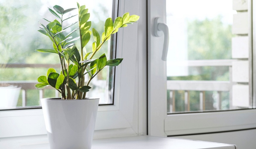 Best Plants in the Kitchen You Must Need: The ZZ Plant