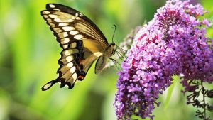 Butterfly Bush Care: Tips for a Thriving Garden