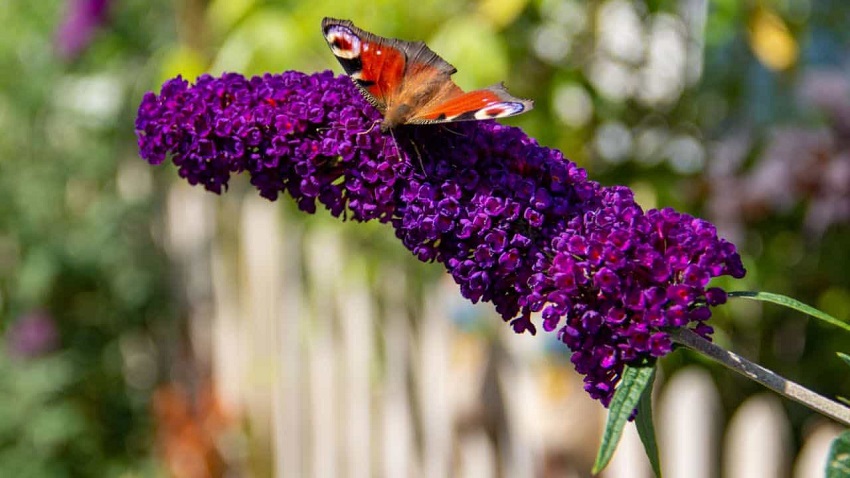 Butterfly Bush Care: Pest and Disease Control