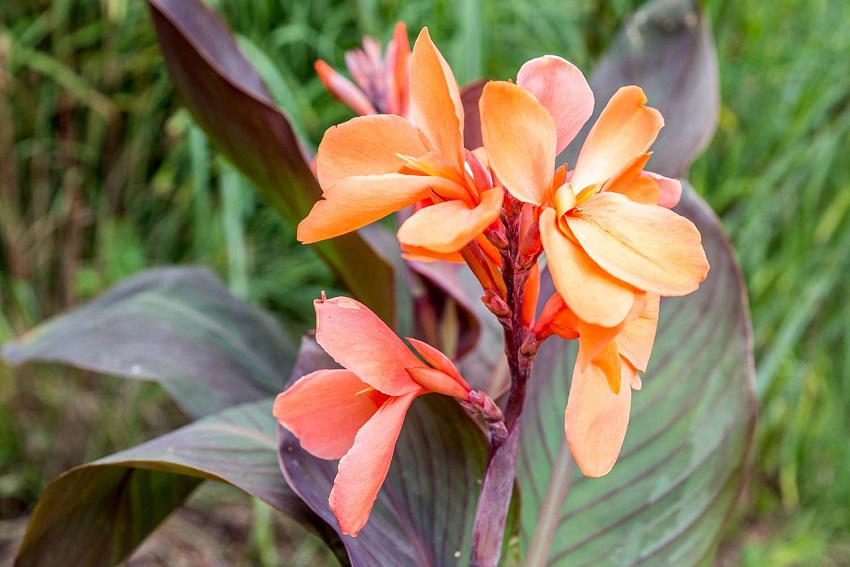 Canna Lily Care: Sunlight Requirements