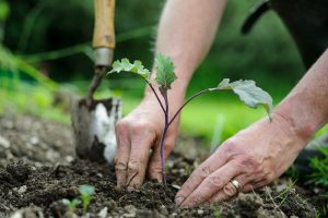 Planting Pest-Resistant Crops in Organic Gardening: A Natural Defense Strategy