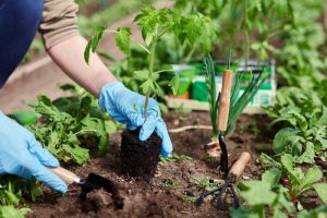 Effective Pest Control in Organic Gardening: A Natural Approach