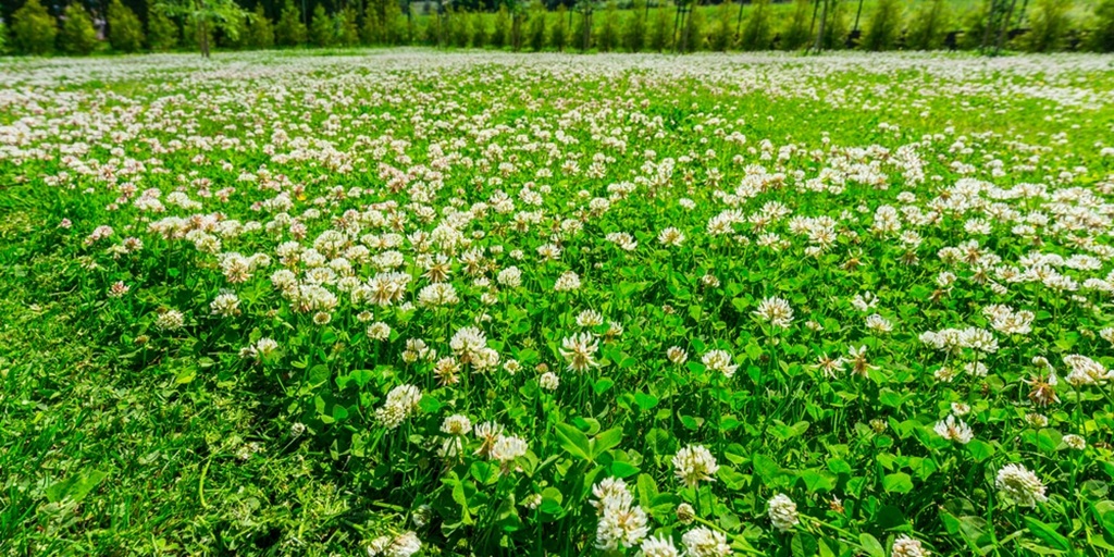 Clover for Partially Shady Sites